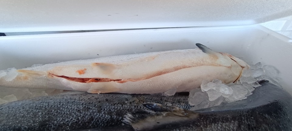 700 килограммов рыбы не пропустили на границе с Псковской областью 700 килограммов рыбы не пропустили на границе с Псковской областью