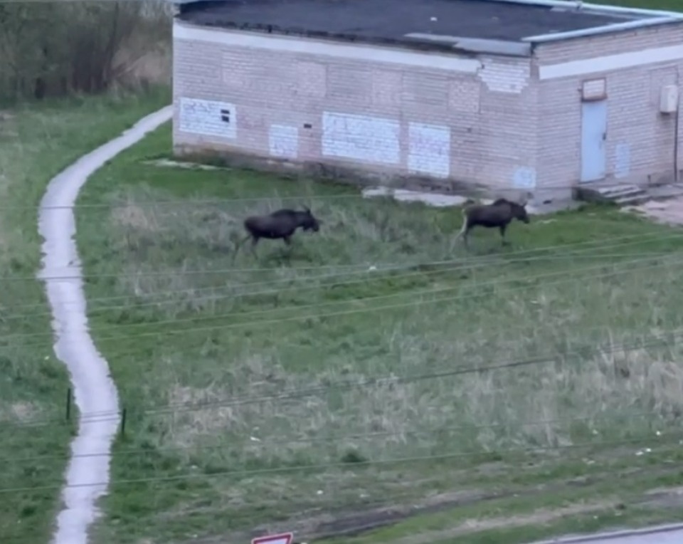 Гуляющих по Пскову лосей заметили псковичи Гуляющих по Пскову лосей заметили псковичи