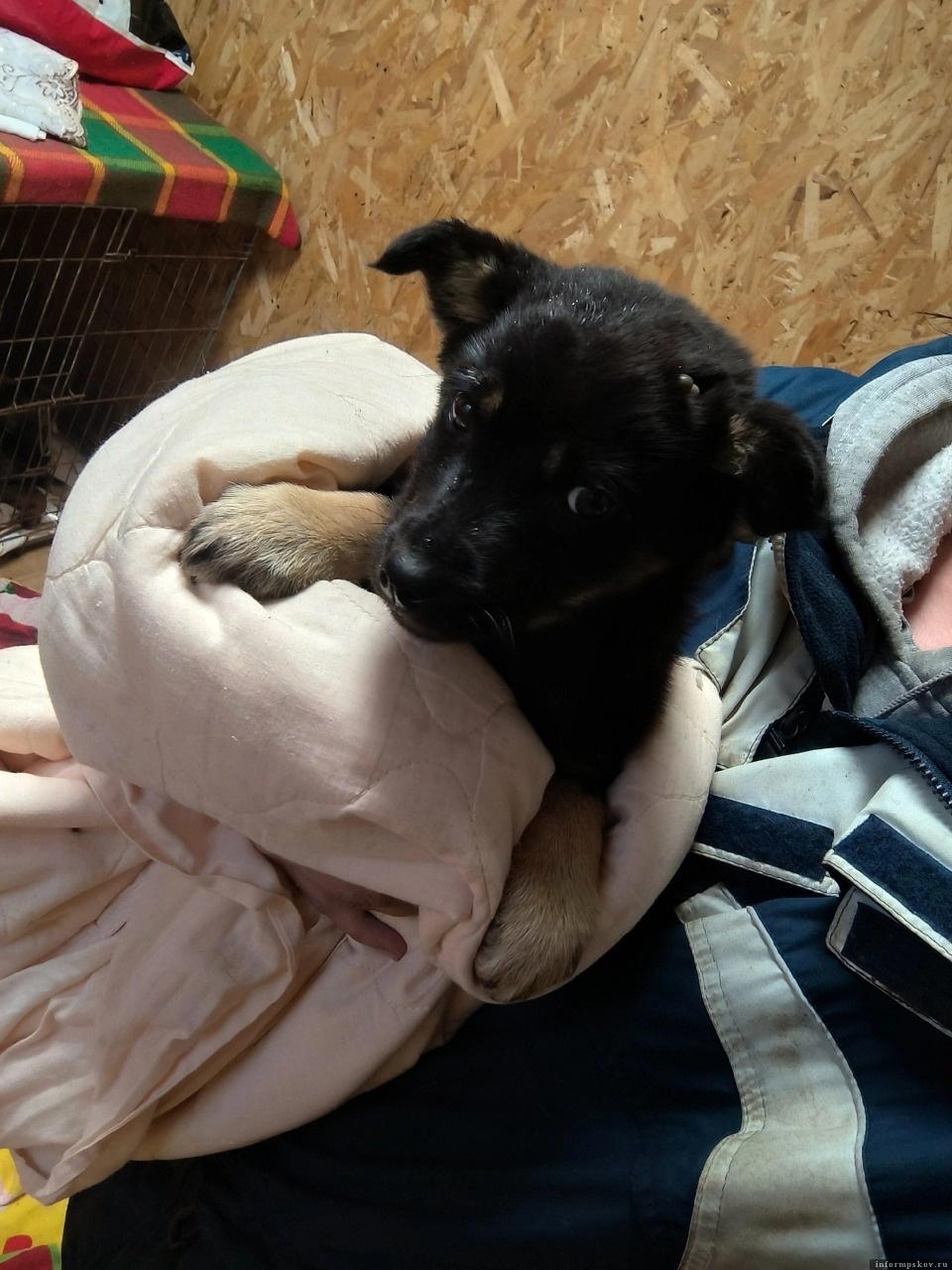 В Пскове щенка выкинули на помойку как мусор