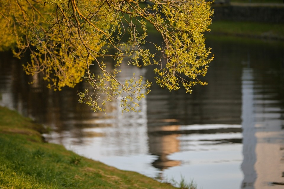 До +14 градусов ожидается в Псковской области 10 мая