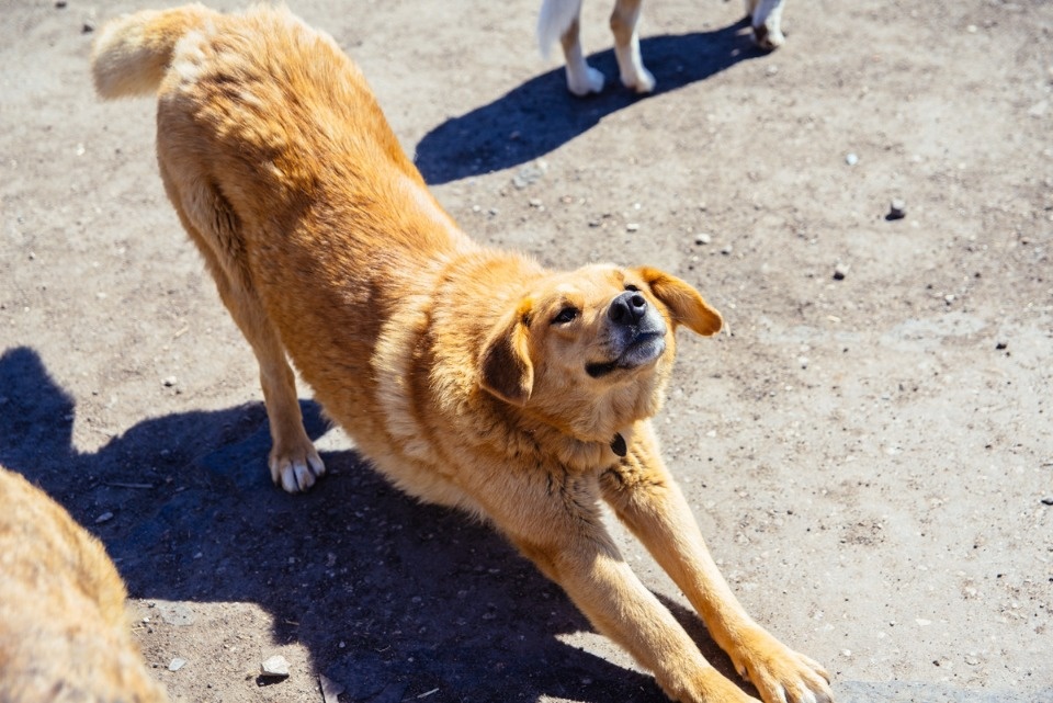 Более 2 млн рублей направят на отлов бездомных собак в Пскове