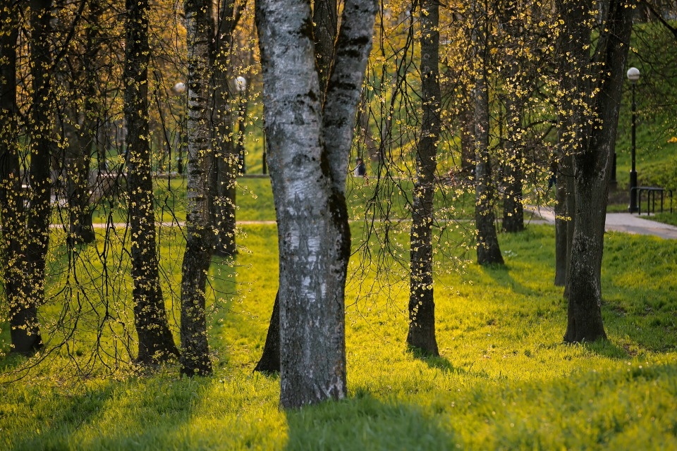 До 16 градусов тепла ожидается в Псковской области 14 мая 