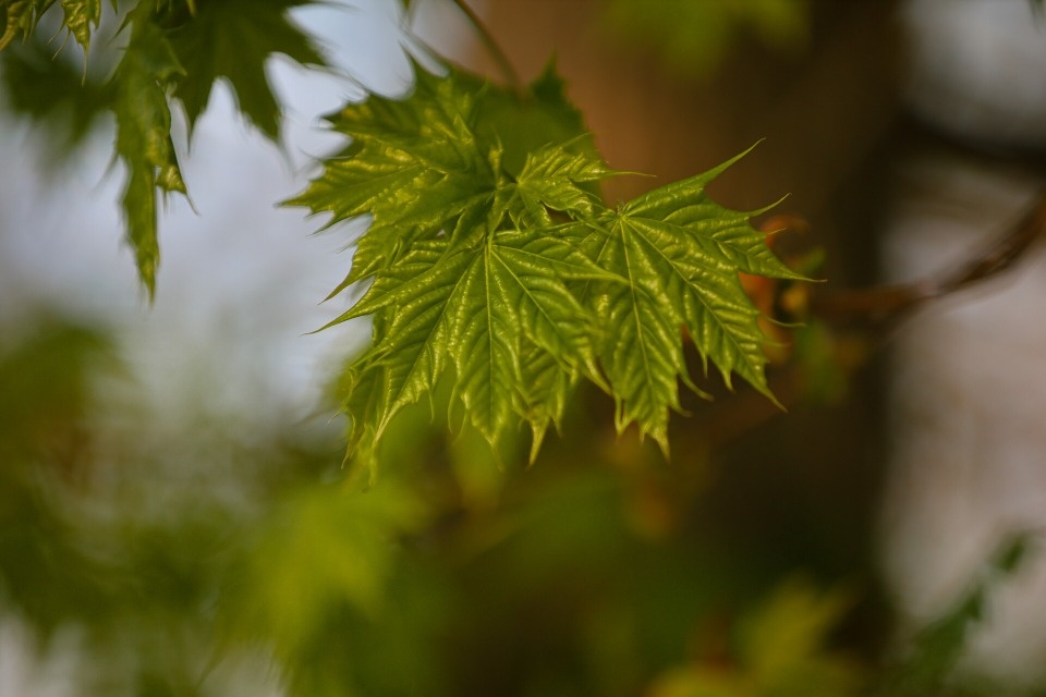 До +15 градусов прогреется воздух в Псковской области 16 мая