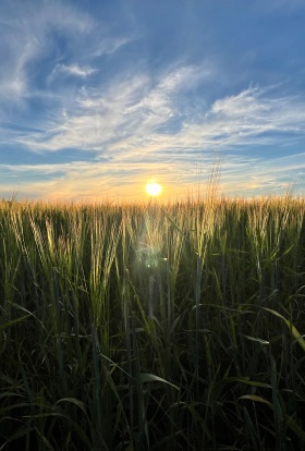 Желанная земля или ловушка?