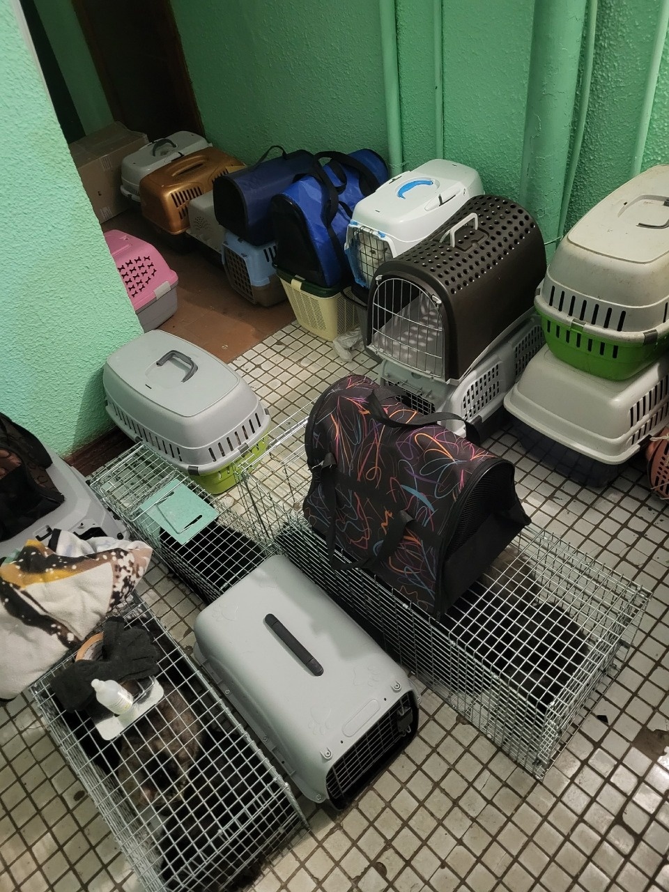 Из «нехорошей квартиры» в Пскове изъяли более 40 котов