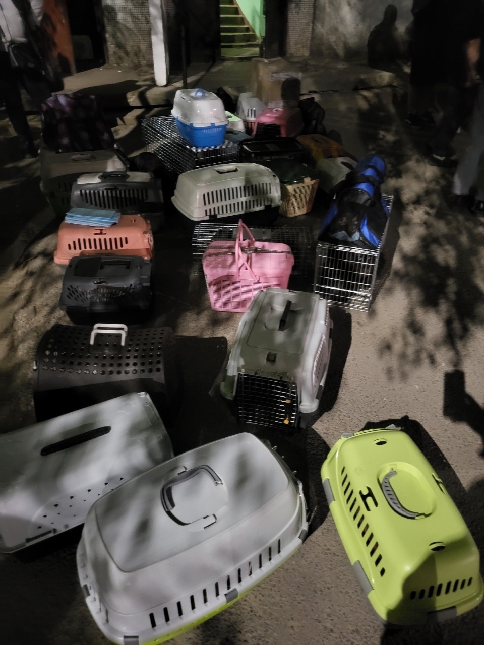 Из «нехорошей квартиры» в Пскове изъяли более 40 котов