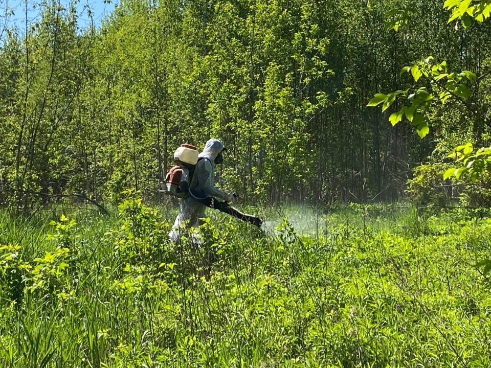 160 га земель в Пскове обработают от борщевика Сосновского в ближайшее время