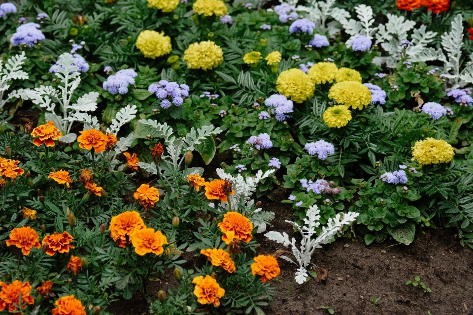 Клумбы Великих Лук в этом сезоне украсят 180 тысяч цветов