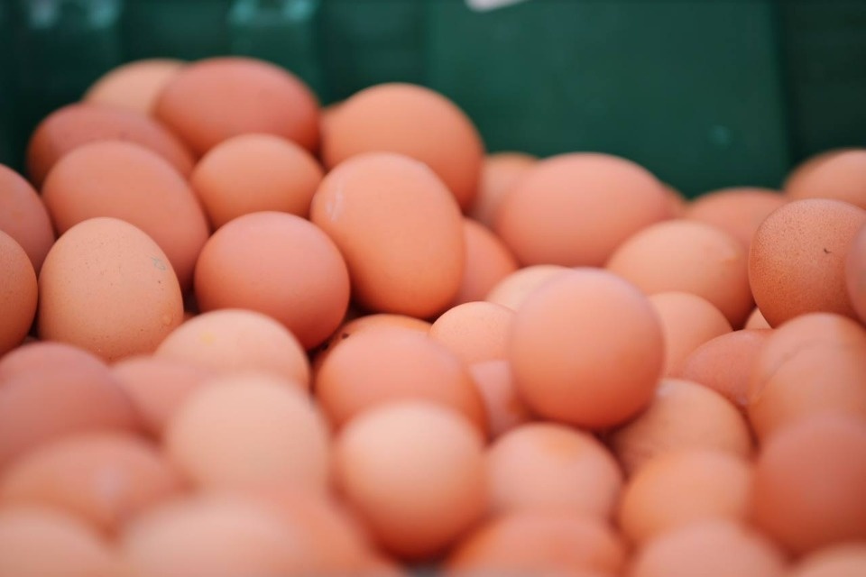 Дело в яйце