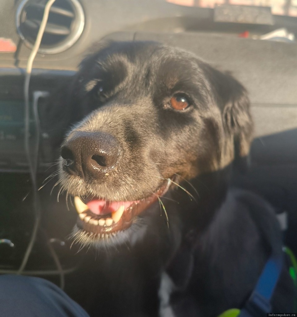 Измученная живодёрами собака из Пскова нашла новый дом