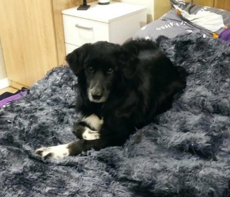 Измученная живодёрами собака из Пскова нашла новый дом