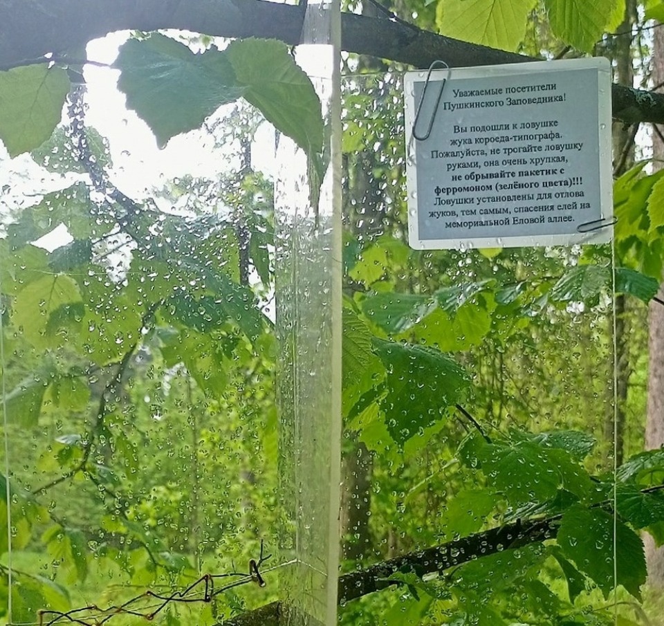 Ловушки для короеда-типографа установили в Пушкинском заповеднике
