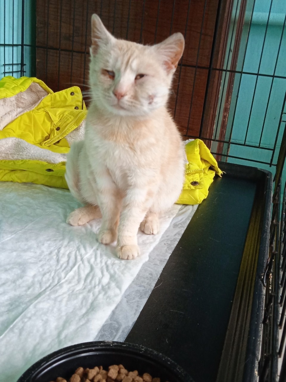 Волонтеры спасли кошку, над которой издевались живодеры в Порхове 