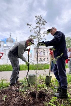 Расти, тсуга, большая и маленькая