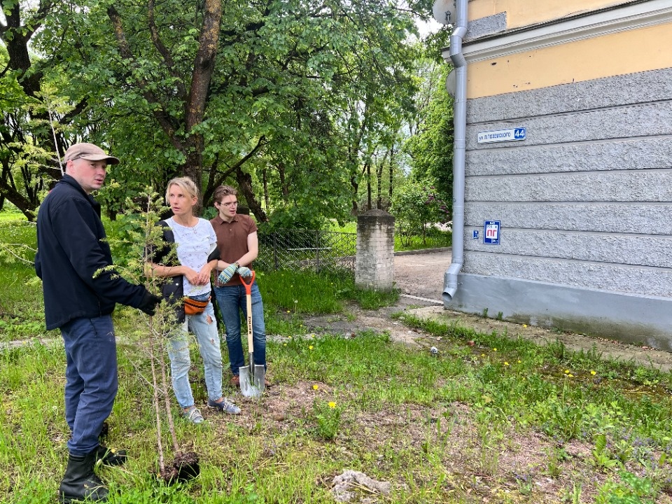 Расти, тсуга, большая и маленькая