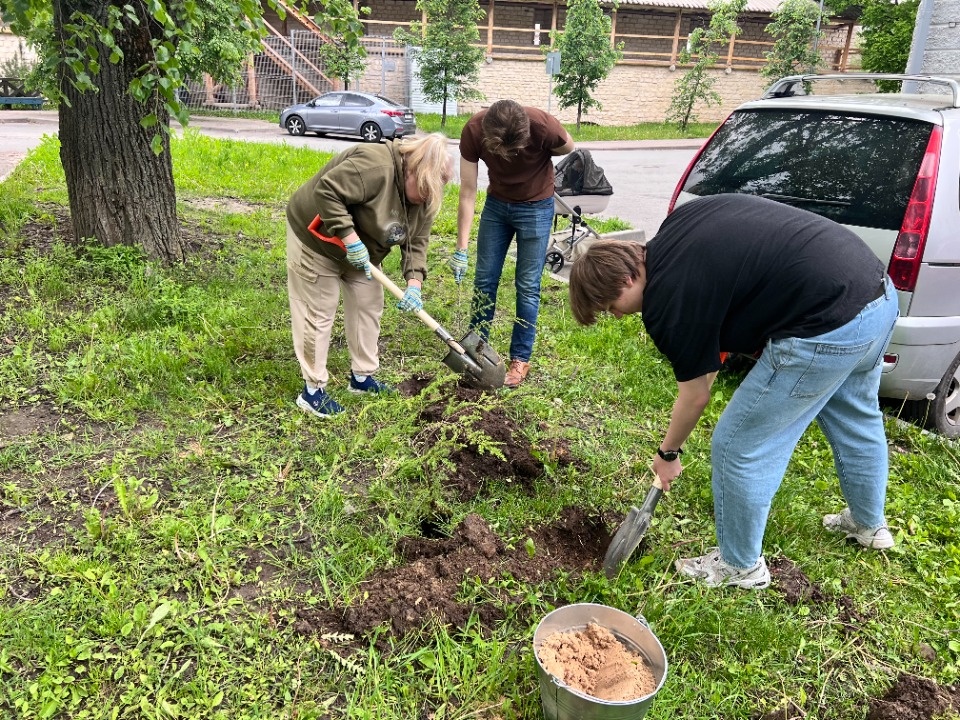Расти, тсуга, большая и маленькая