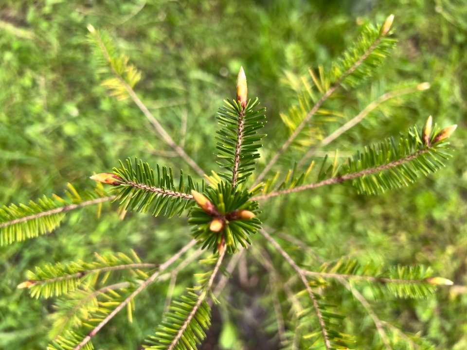Расти, тсуга, большая и маленькая