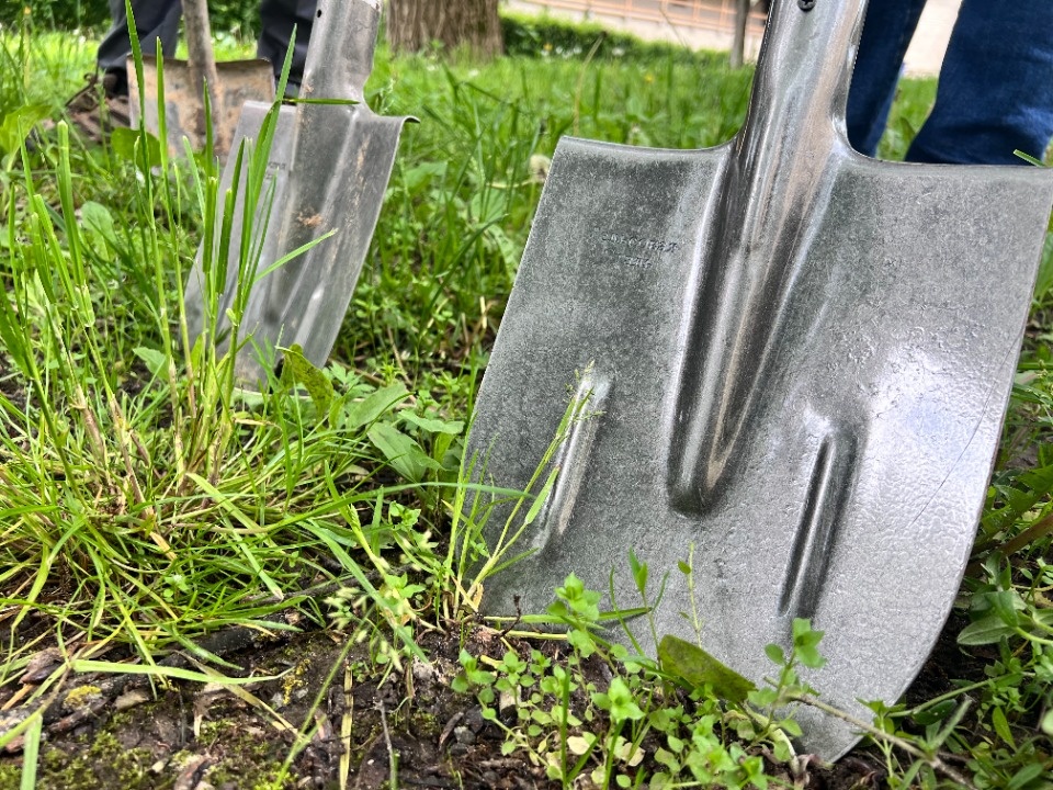 Расти, тсуга, большая и маленькая