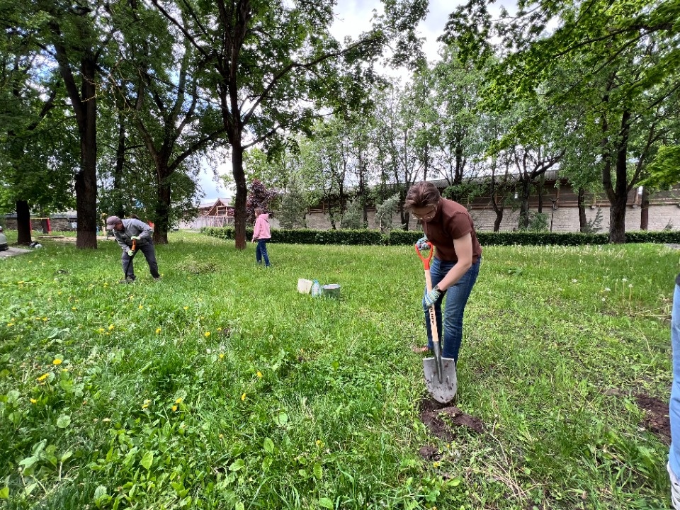 Расти, тсуга, большая и маленькая