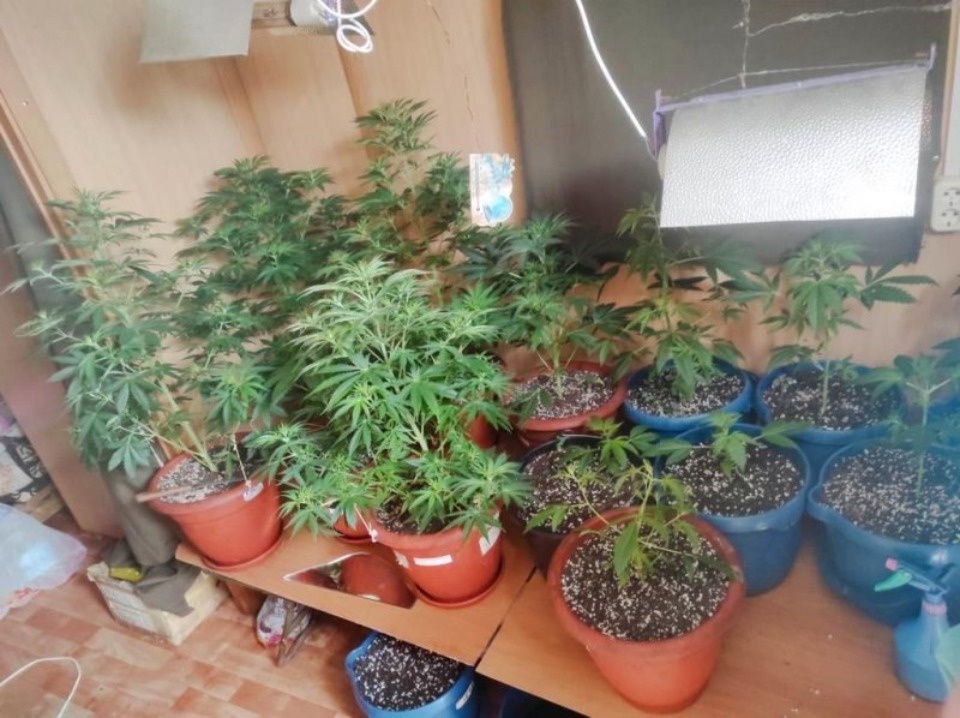 В Великих Луках мужчина выращивал коноплю в бытовках В Великих Луках мужчина выращивал коноплю в бытовках