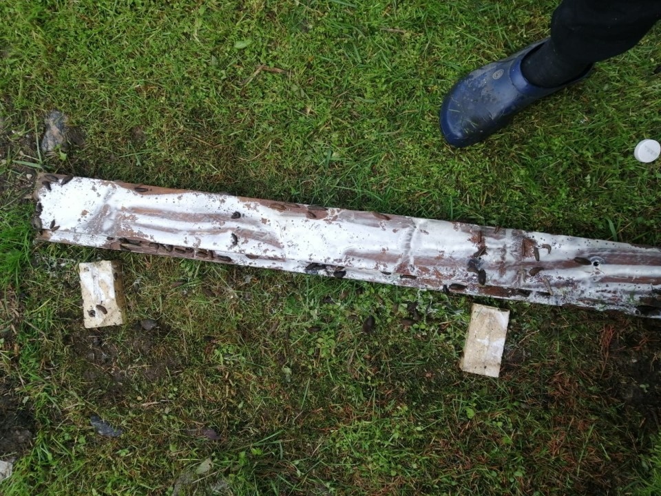 Псковские дачники страдают от нашествия слизней