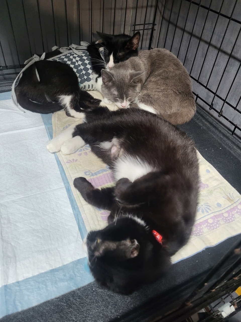 Как себя чувствуют спасённые из запертой квартиры коты, рассказали псковские зоозащитники