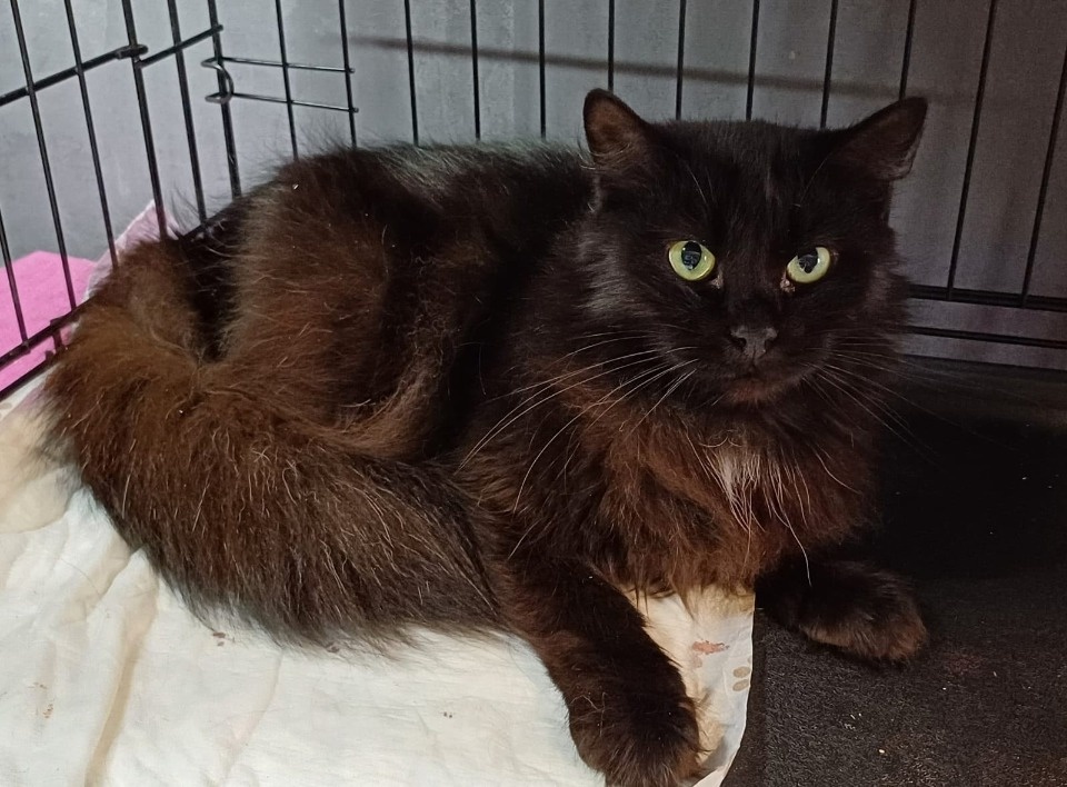 Как себя чувствуют спасённые из запертой квартиры коты, рассказали псковские зоозащитники