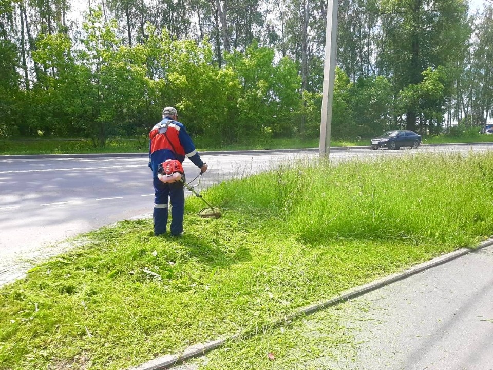 Парковые и дорожные службы Пскова в усиленном режиме занимаются покосом травы