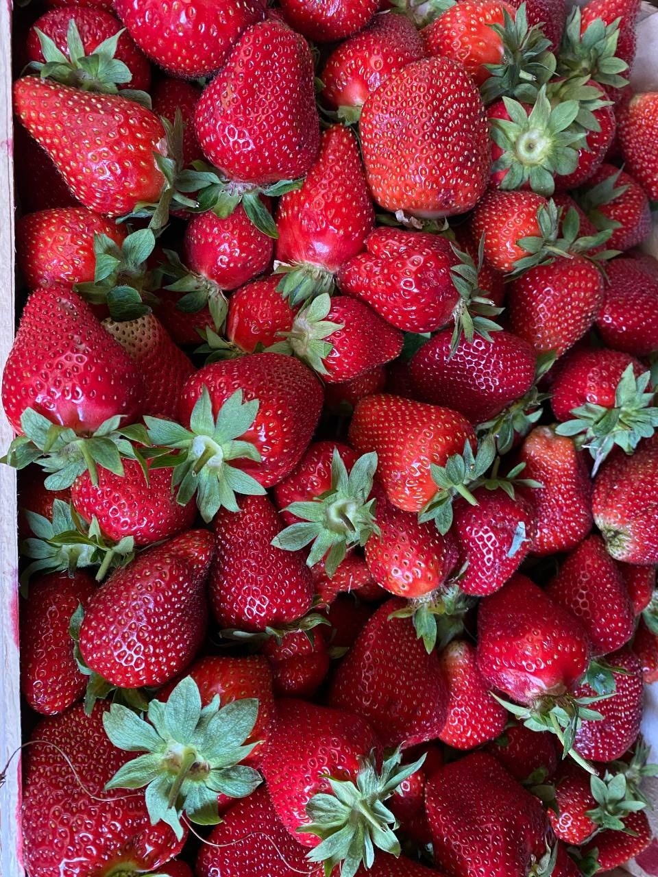 Более одной тысячи тонн свежей клубники ввезли через пункты пропуска в Псковской области с начала года