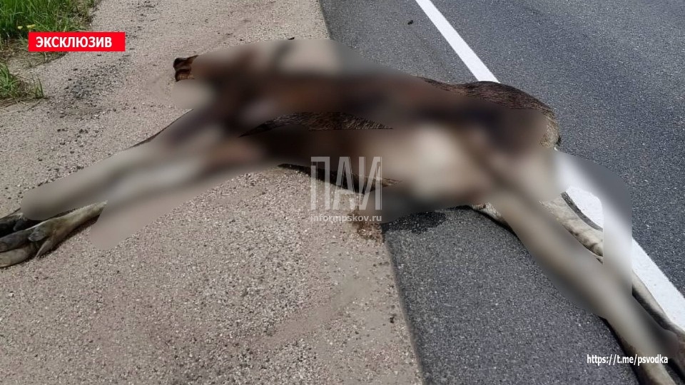 Лось погиб в результате ДТП в Невельском районе  