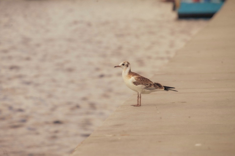 До +32 градусов ожидается в Псковской области в июле 