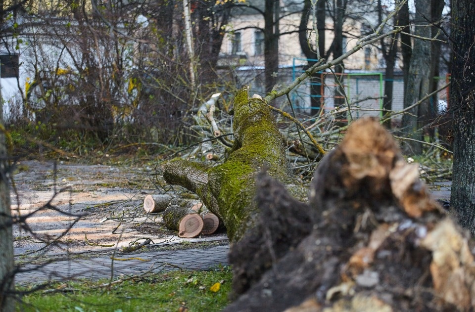 Псковичка погибла под упавшим деревом