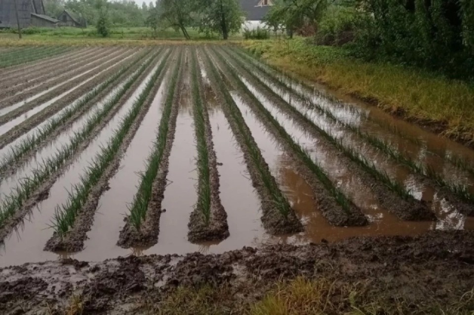 Режим ЧС из-за переувлажнения почвы ввели в Псковской области 