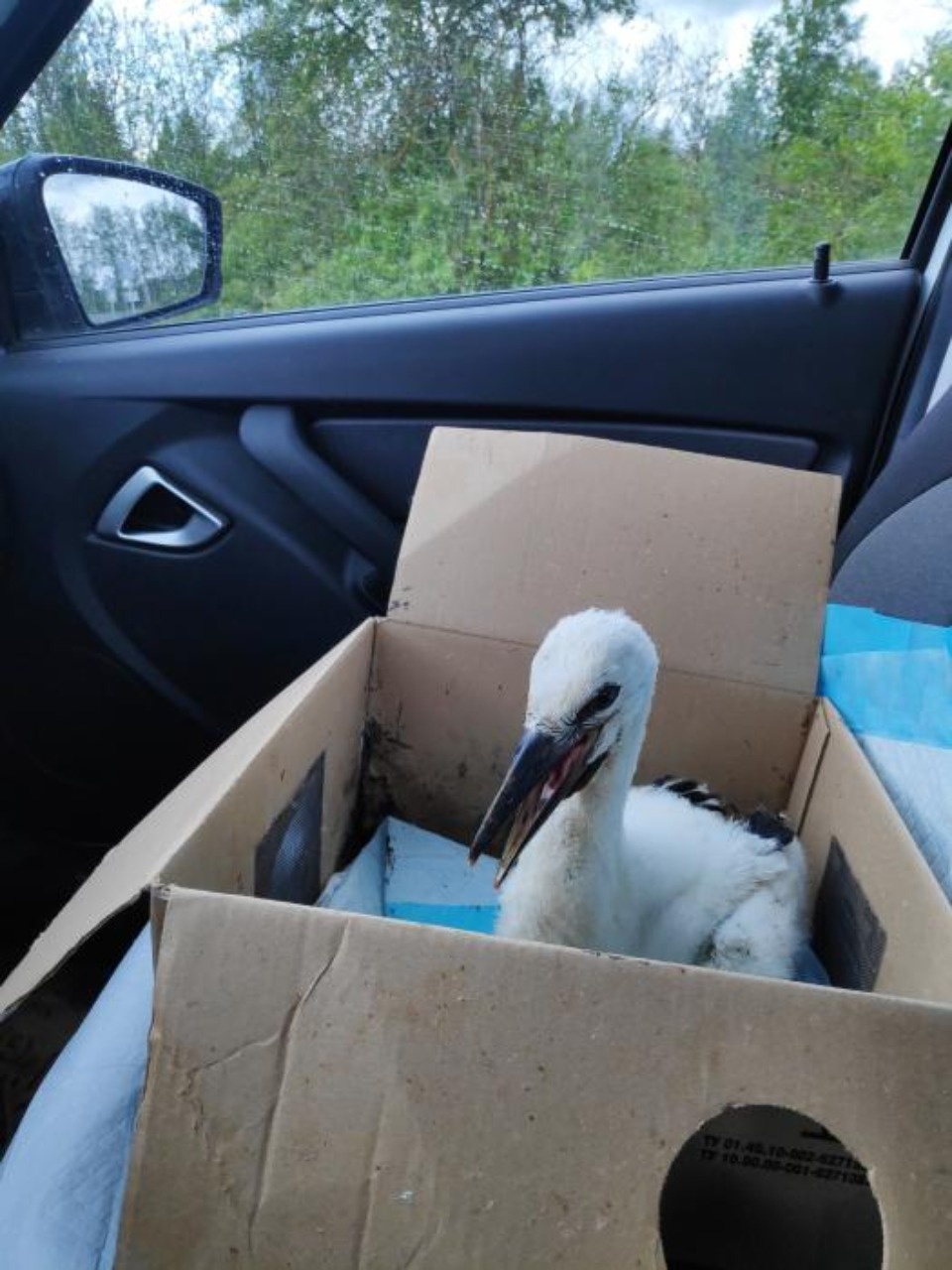 Уже 11 птенцов-сирот принял в этом сезоне «Дом белого аиста» в Гдовском районе