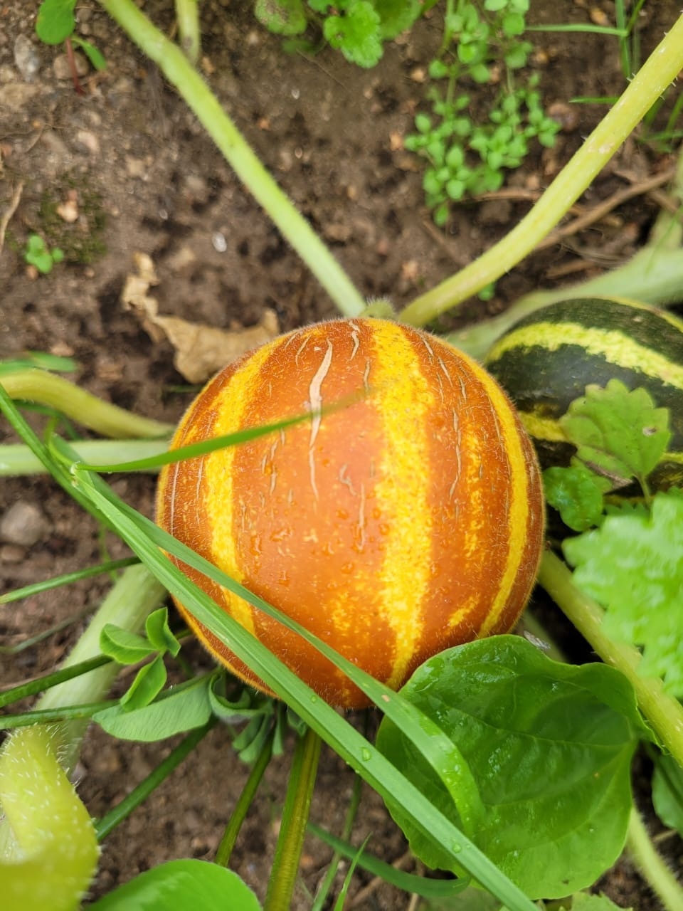 Дынянасы выращивают дачники в Куньинском районе