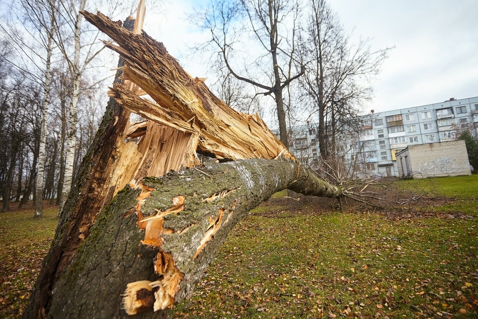 Последствия циклона ликвидируют энергетики в Псковской, Тверской и Новгородской областях Последствия циклона ликвидируют энергетики в Псковской, Тверской и Новгородской областях