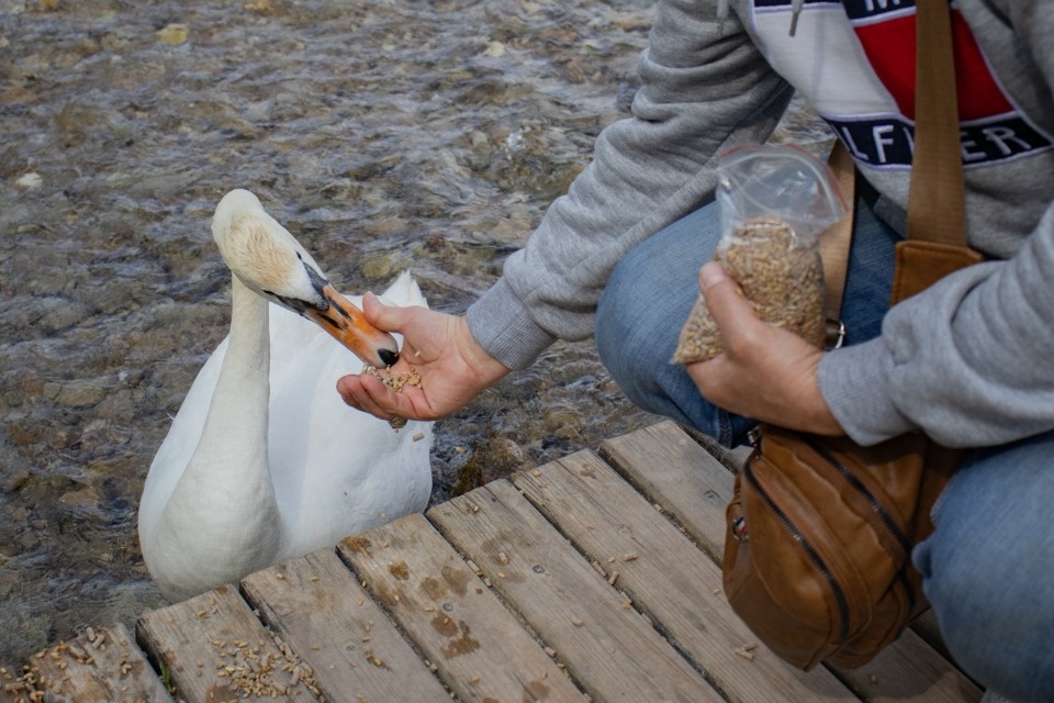 Не кормить хлебом лебедей и уток призвали в Изборске 