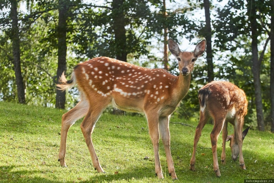 15 рысей и 160 благородных оленей разрешили добыть псковским охотникам 15 рысей и 160 благородных оленей разрешили добыть псковским охотникам