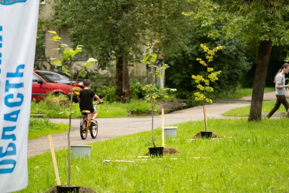 В Пскове в честь Дня города высадили 12 лип