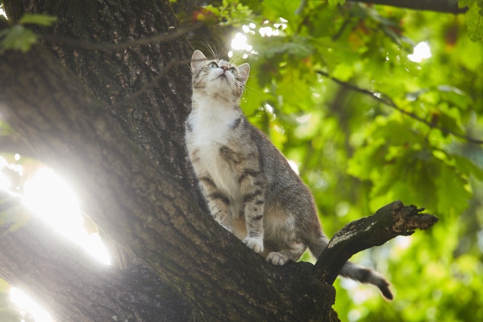 До +30 градусов ожидается в Псковской области 29 июля До +30 градусов ожидается в Псковской области 29 июля