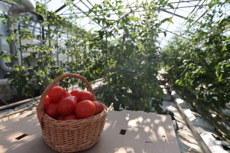 Модернизацию производства агрофирмы «Победа» оценил губернатор Михаил Ведерников