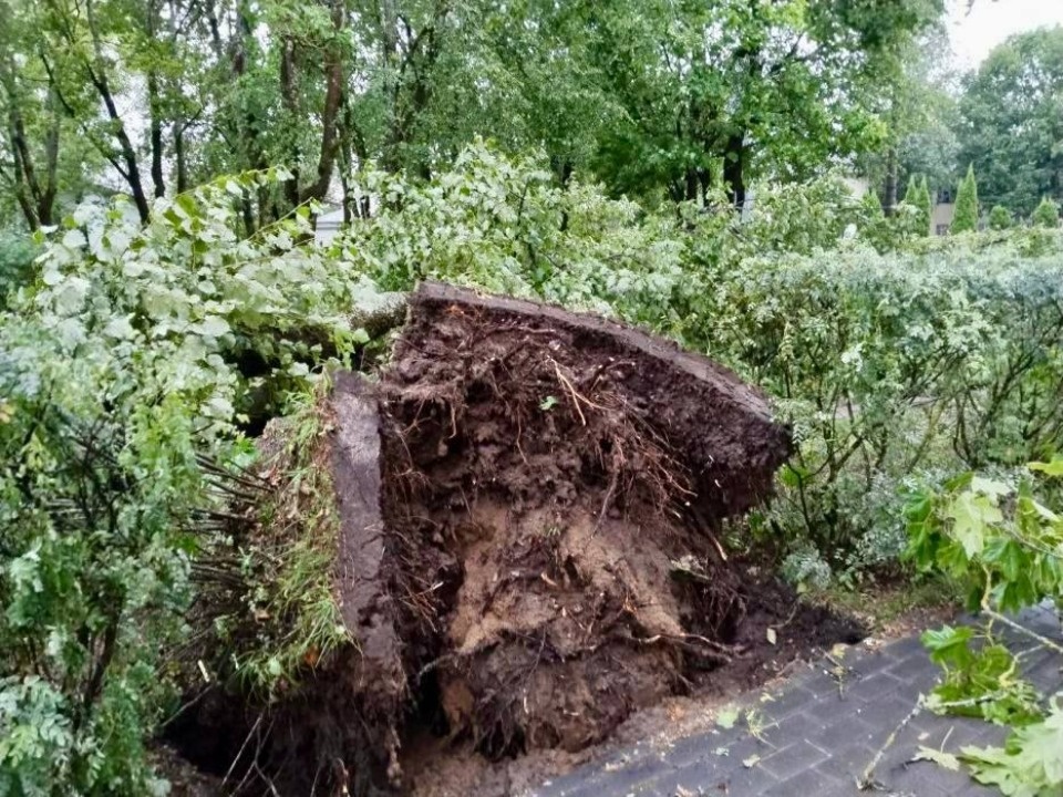 12 тысяч человек остаются без света в Псковской области из-за непогоды
