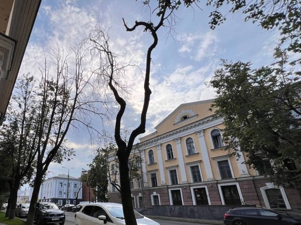 Зачем срубили деревья на улице Некрасова, рассказал глава Пскова Зачем срубили деревья на улице Некрасова, рассказал глава Пскова