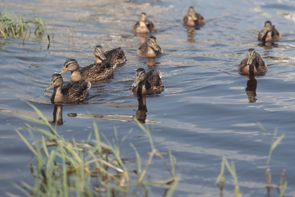 До +26 градусов ожидается в Псковской области 5 августа