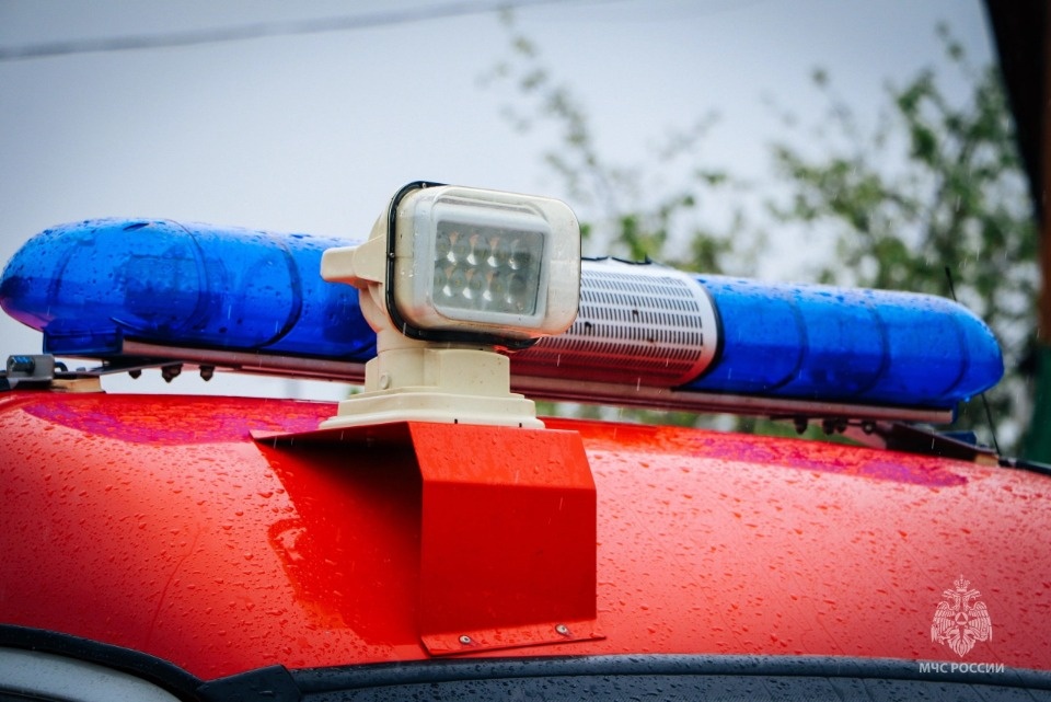 Три коровы и теленок погибли на пожаре в Порховском районе Три коровы и теленок погибли на пожаре в Порховском районе