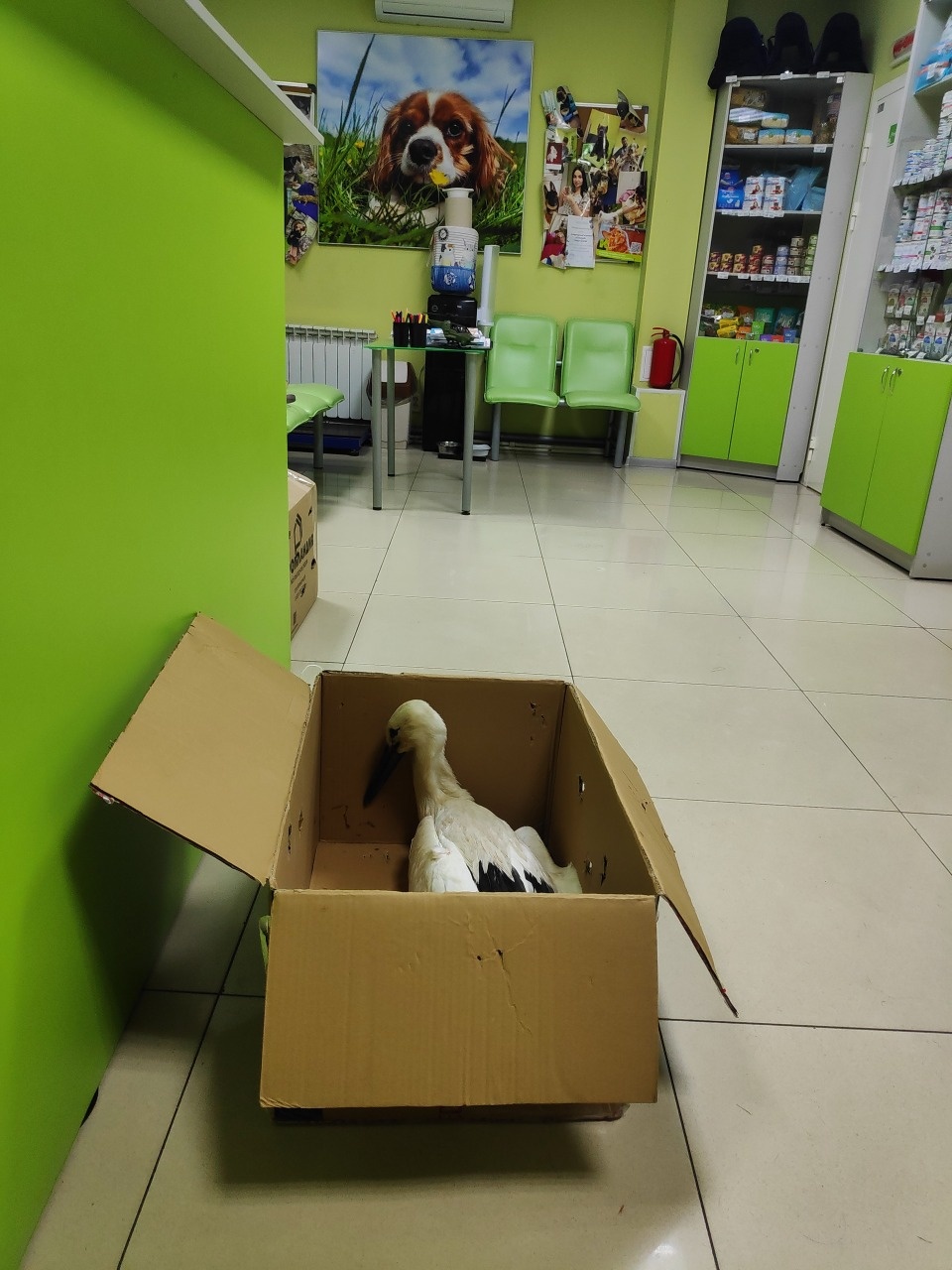 В Псковской области спасают застрявшего ногой в опоре фонаря аистенка В Псковской области спасают застрявшего ногой в опоре фонаря аистенка