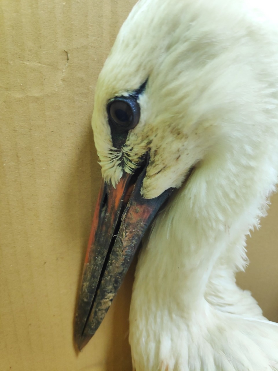 В Псковской области спасают застрявшего ногой в опоре фонаря аистенка В Псковской области спасают застрявшего ногой в опоре фонаря аистенка