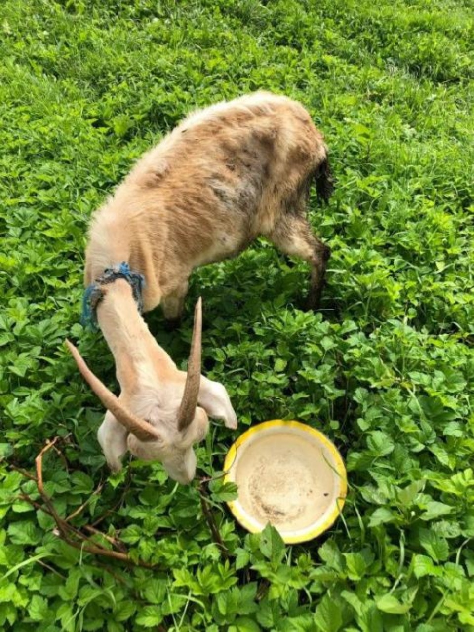 Полицейские проверят информацию о жестком обращении с животными в деревне Печорского района 