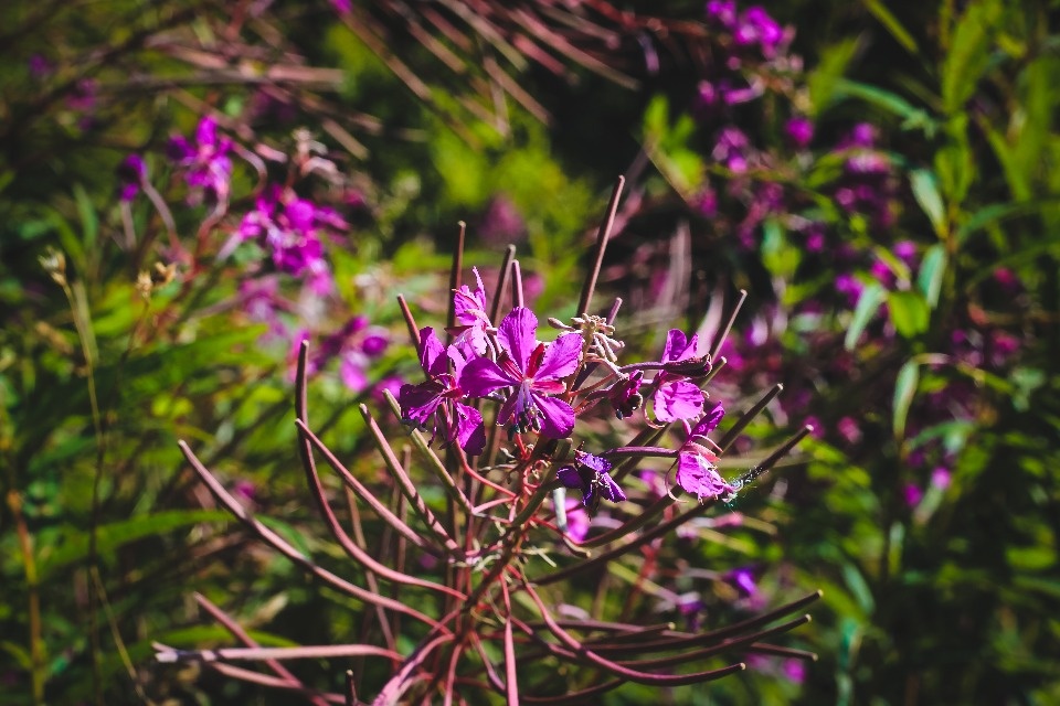 До +24 градусов ожидается в Псковской области 13 августа До +24 градусов ожидается в Псковской области 13 августа
