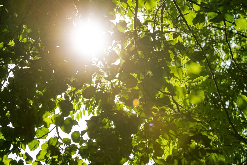 До +20 градусов ожидается в Псковской области в конце августа